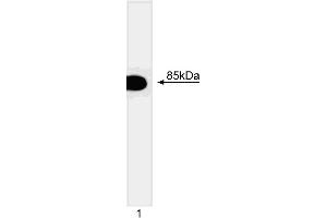 Western blot analysis of the p85 regulatory subunit of PI3 kinase (p85alpha).