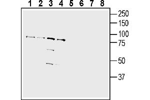 Western blot analysis of human Jurkat T-cell leukemia cell line lysate (lanes 1 and 5), human Burkitt's lymphoma (Daudi) cell line lysate (lanes 2 and 6), human normal skin fibroblast Malme-3 cell line lysate (lanes 3 and 7) and Human prostate carcinoma LN-CaP cell line lysate (lanes 4 and 8):1-4. (IGSF8 Antikörper  (Extracellular))