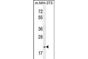 TCAL3 Antibody (N-term) (ABIN654479 and ABIN2844214) western blot analysis in mouse NIH-3T3 cell line lysates (35 μg/lane). (TCEAL3 Antikörper  (N-Term))