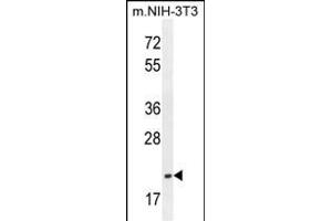 Western Blotting (WB) image for anti-Transcription Elongation Factor A (SII)-Like 3 (TCEAL3) (AA 15-43), (N-Term) antibody (ABIN654479)