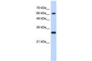 Image no. 1 for anti-Ets2 Repressor Factor (ERF) (AA 371-420) antibody (ABIN6740291) (ERF Antikörper  (AA 371-420))