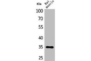 Western Blot analysis of rat muscle cells using CA IV Polyclonal Antibody (CA4 Antikörper  (Internal Region))