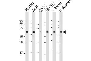 All lanes : Anti-ERLIN2 Antibody (C-term) at 1:2000 dilution Lane 1: 293T/17 whole cell lysate Lane 2: A431 whole cell lysate Lane 3: C2C12 whole cell lysate Lane 4: NIH/3T3 whole cell lysate Lane 5: human breast lysate Lane 6: human placenta lysate Lysates/proteins at 20 μg per lane. (ERLIN2 Antikörper  (C-Term))