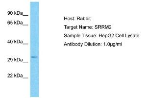Host: Rabbit Target Name: SRRM2 Sample Type: HepG2 Whole Cell lysates Antibody Dilution: 1.