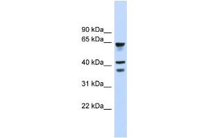 WB Suggested Anti-GPR27 Antibody Titration:  0. (GPR27 Antikörper  (Middle Region))