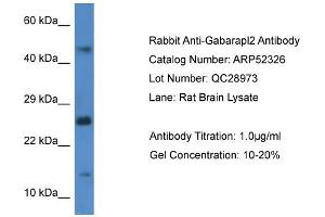 Western Blotting (WB) image for anti-GABA(A) Receptor-Associated Protein-Like 2 (GABARAPL2) (C-Term) antibody (ABIN2774012) (GABARAPL2 Antikörper  (C-Term))