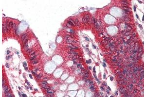 (ABIN190818) (2 μg/mL) staining of paraffin embedded Human Colon.