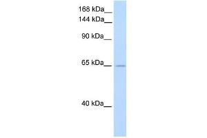 WB Suggested Anti-ZFR Antibody Titration:  0. (ZFR Antikörper  (C-Term))