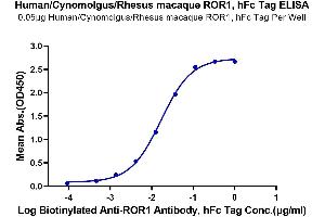 ELISA image for Receptor Tyrosine Kinase-Like Orphan Receptor 1 (ROR1) (AA 30-403) protein (Fc Tag) (ABIN7275530)