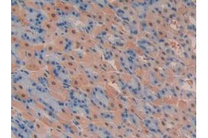 IHC-P analysis of Mouse Stomach Tissue, with DAB staining. (PIK3C2A Antikörper  (AA 349-611))
