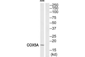 Western Blotting (WB) image for anti-Cytochrome C Oxidase Subunit Va (COX5A) (Internal Region) antibody (ABIN1850326) (COX5A Antikörper  (Internal Region))