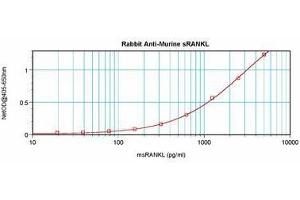Image no. 3 for anti-Tumor Necrosis Factor (Ligand) Superfamily, Member 11 (TNFSF11) antibody (ABIN465771) (RANKL Antikörper)