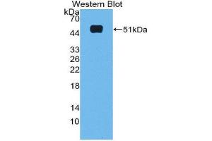 Western Blotting (WB) image for anti-Microfibrillar Associated Protein 2 (MFAP2) (AA 8-171) antibody (ABIN1980459) (MFAP2 Antikörper  (AA 8-171))