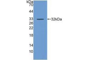 Western blot analysis of recombinant Human DAF. (CD55 Antikörper  (AA 35-285))