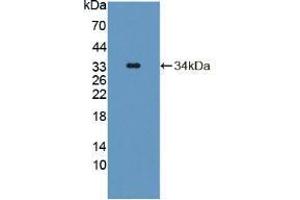 Western blot analysis of recombinant Mouse TAT. (TAT Antikörper  (AA 190-454))
