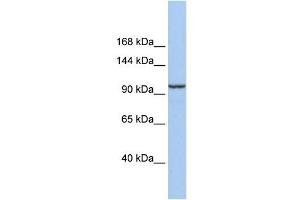 Klotho Beta antibody used at 1 ug/ml to detect target protein. (Klotho beta Antikörper  (Middle Region))