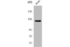 Western Blot analysis of HuvEc cells using UBE3C Polyclonal Antibody