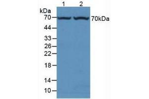 Western blot analysis of (1) Rat Liver Tissue and (2) Mouse Liver Tissue. (FUCA1 Antikörper  (AA 185-447))
