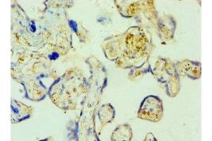 Immunohistochemistry of paraffin-embedded human placenta tissue using ABIN7168889 at dilution of 1:100 (SHMT1 Antikörper  (AA 324-483))