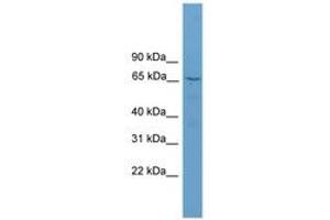 Image no. 1 for anti-Secretogranin II (SCG2) (AA 71-120) antibody (ABIN6744804) (SCG2 Antikörper  (AA 71-120))