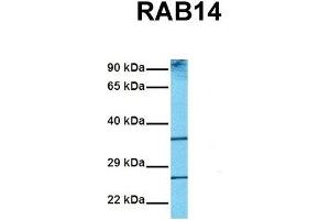 Western Blotting (WB) image for anti-RAB14, Member RAS Oncogene Family (RAB14) (C-Term) antibody (ABIN2792300)