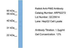 WB Suggested Anti-PIM2  Antibody Titration: 0. (PIM2 Antikörper  (Middle Region))