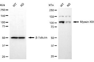Western blotting analysis using myosin XIX antibody (ABIN7799525).