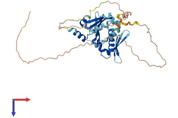 BNIPL Protein (AA 1-357) (His tag)