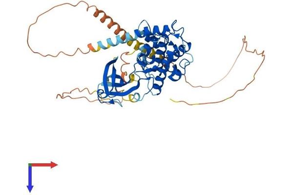CAMK4 Protein (AA 1-469) (His tag)