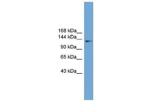 CCDC146 antibody used at 1 ug/ml to detect target protein. (CCDC146 Antikörper  (Middle Region))