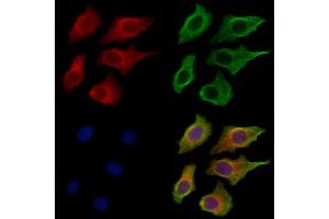 ABIN7094504 and ABIN7098553 staining HepG2 cells by IF/ICC. (Kallikrein 9 Antikörper  (C-Term))