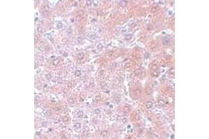 Immunohistochemistry (IHC) image for anti-Anaphase Promoting Complex Subunit 4 (ANAPC4) (N-Term) antibody (ABIN1031231) (ANAPC4 Antikörper  (N-Term))