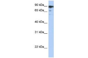 WB Suggested Anti-RBAK Antibody   Titration: 1. (RBAK Antikörper  (Middle Region))