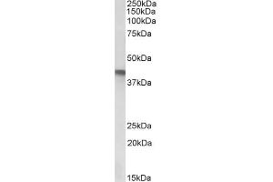 Western Blotting (WB) image for anti-serpin Peptidase Inhibitor, Clade B (Ovalbumin), Member 1 (SERPINB1) (Internal Region) antibody (ABIN1782170)