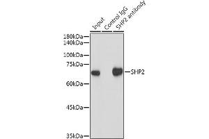 Immunoprecipitation analysis of 300 μg extracts of HeLa cells using 3 μg SHP2 antibody (ABIN7269704). (PTPN11 Antikörper)