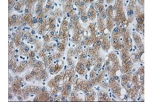 Immunohistochemical staining of paraffin-embedded liver tissue using anti-CYP1A2 mouse monoclonal antibody. (CYP1A2 Antikörper)