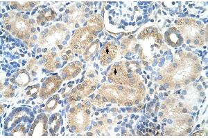 Rabbit Anti-MAT1A Antibody  Paraffin Embedded Tissue: Human Kidney Cellular Data: Epithelial cells of renal tubule Antibody Concentration: 4.