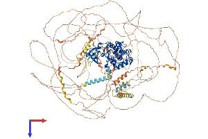 CDK12 Protein (AA 1-1484) (His tag)