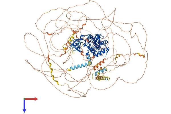 CDK12 Protein (AA 1-1484) (His tag)