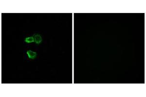 Immunofluorescence analysis of MCF-7 cells, using OR56B4 antibody. (OR56B4 Antikörper  (C-Term))