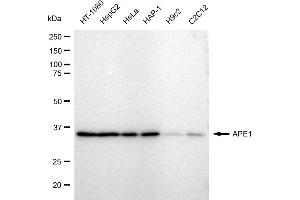 Western blotting analysis using APE1 antibody (ABIN7797636). (Rekombinanter APEX1 Antikörper)