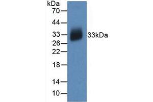 Western Blot; Sample: Recombinant IL12A, Human. (IL12A Antikörper  (AA 23-219))