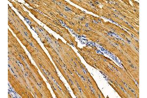 ABIN7095484 and ABIN7099541 at 1/100 staining rat muscle tissue by IHC-P.