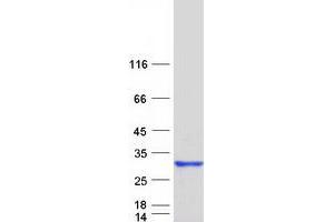 Western Blotting (WB) image for Regulator of G-Protein Signaling 16 (RGS16) protein (Myc-DYKDDDDK Tag) (ABIN2730822)
