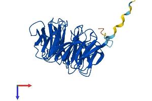 MORG1 Protein (AA 1-315) (His tag)