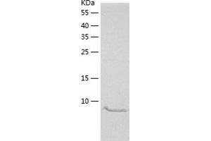 Western Blotting (WB) image for Serum Amyloid A 4 (SAA4) (AA 19-130) protein (His tag) (ABIN7125062) (SAA4 Protein (AA 19-130) (His tag))