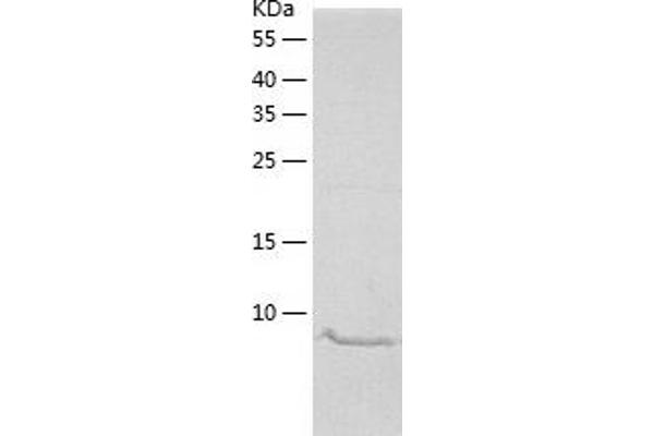 SAA4 Protein (AA 19-130) (His tag)