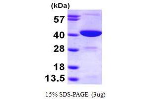 SDS-PAGE (SDS) image for Guanosine Monophosphate Reductase 2 (GMPR2) (AA 1-348) protein (His tag) (ABIN667817) (GMPR2 Protein (AA 1-348) (His tag))