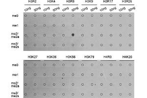 Dot-blot analysis of all sorts of methylation peptides using Asymmetric DiMethyl-Histone H3-R8 antibody (ABIN3017485, ABIN3017486, ABIN3017487 and ABIN6220109). (Histone 3 Antikörper  (H3R8me2))
