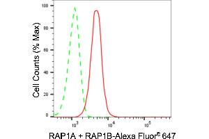 Flow cytometric analysis of RAP1A + RAP1B expression in HeLa cells using RAP1A + RAP1B antibody (ABIN7800133), 1:2,000). (Rekombinanter RAP1A + RAP1B Antikörper)